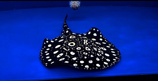 画像: Diamond Polkadot stingray