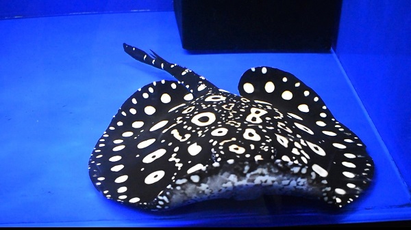 画像: Diamond Polkadot stingray