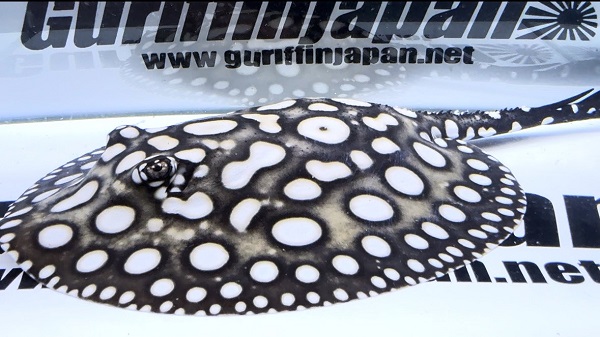 画像: Big Spot  Diamond Polkadot stingray