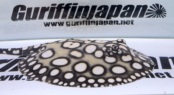 画像: Big Spot  Diamond Polkadot stingray