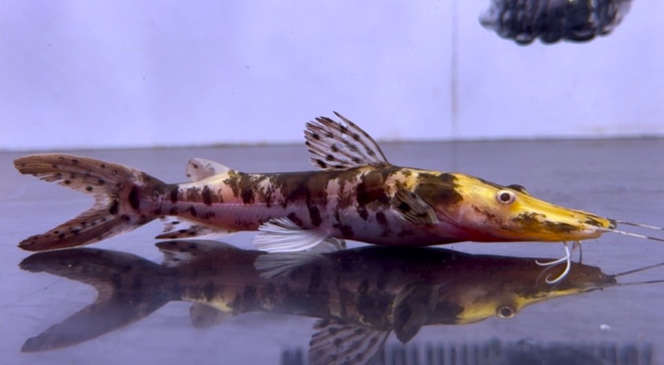 画像: タイガーシャベルノーズキャットフィッシュ