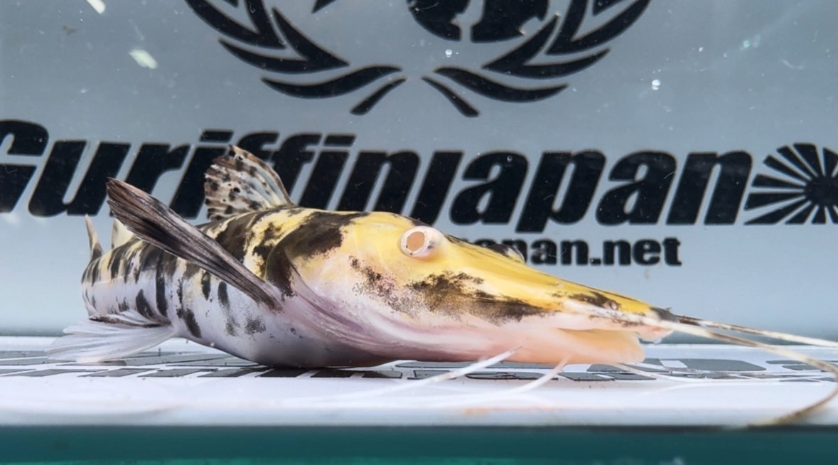 画像: タイガーシャベルノーズキャットフィッシュ