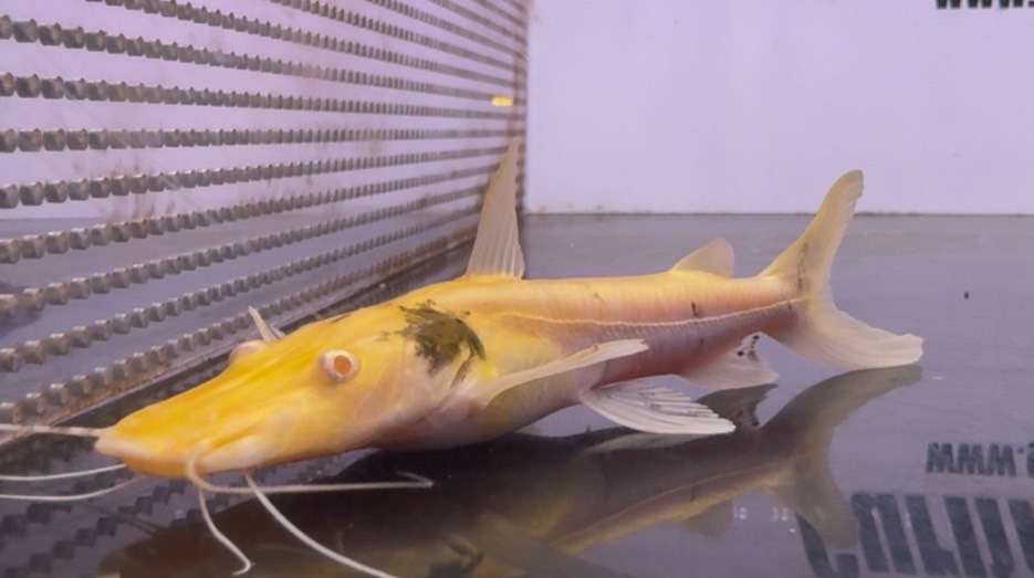 画像: アルビノタイガーシャベルノーズキャット