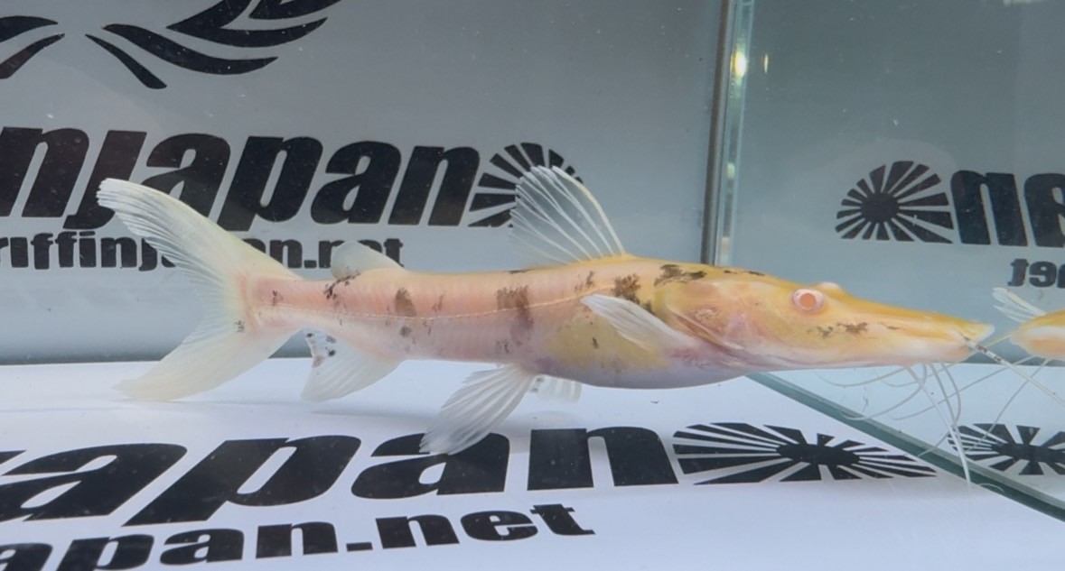 画像: アルビノタイガーシャベルノーズキャット