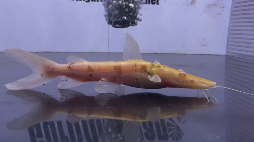 画像: アルビノタイガーシャベルノーズキャット