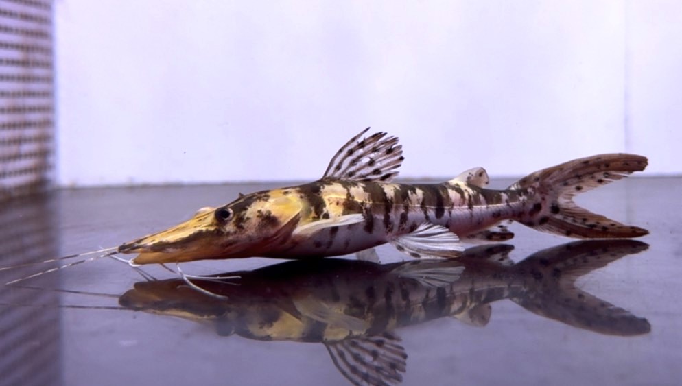 画像: タイガーシャベルノーズキャットフィッシュ