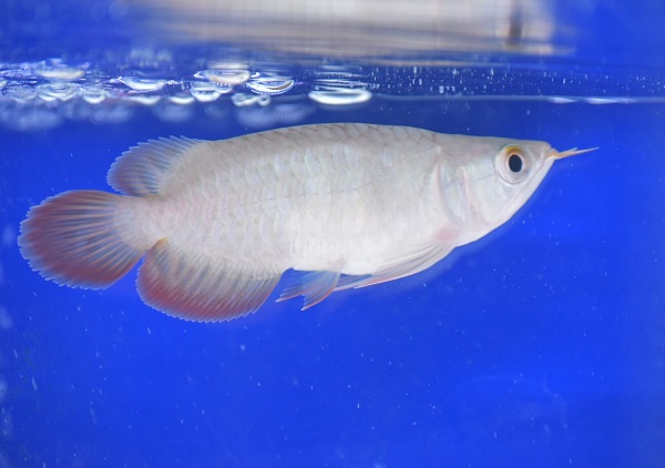 画像: Prominence Red Short Body