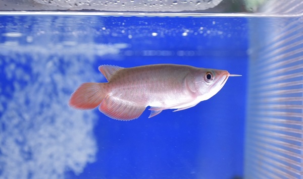 画像1: Prominence Red Short Body (1)