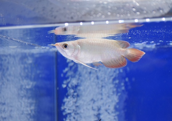 画像: Prominence Red Short Body