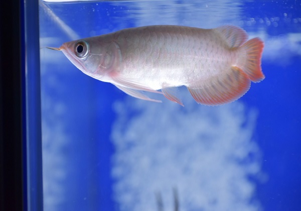 画像: Prominence Red Short Body