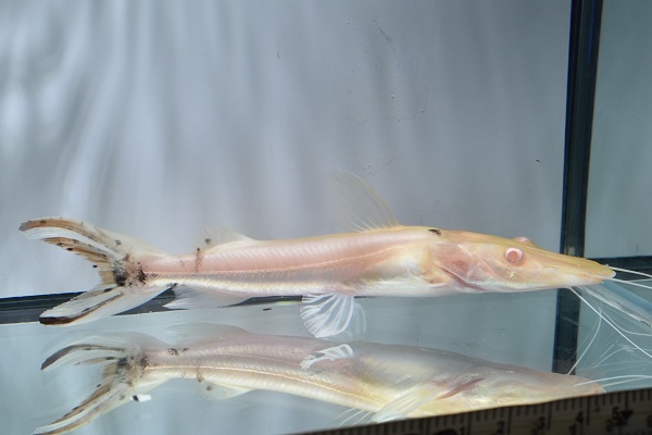 画像: アルビノタイガーシャベルノーズキャット