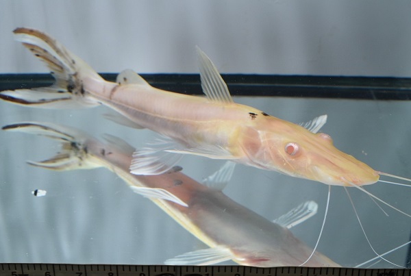 画像: アルビノタイガーシャベルノーズキャット