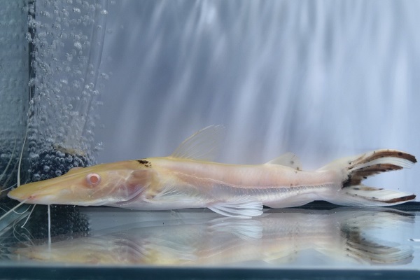 画像: アルビノタイガーシャベルノーズキャット