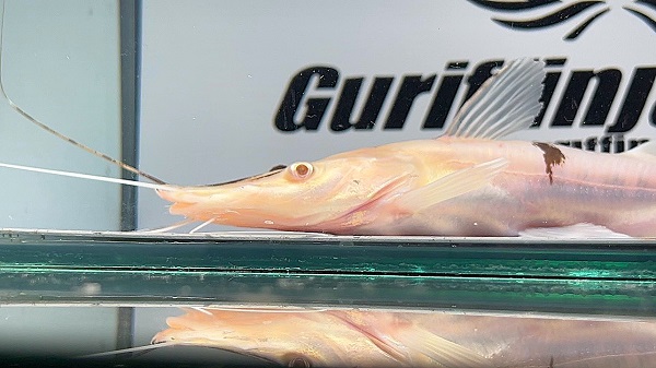 画像: アルビノタイガーシャベルノーズキャット