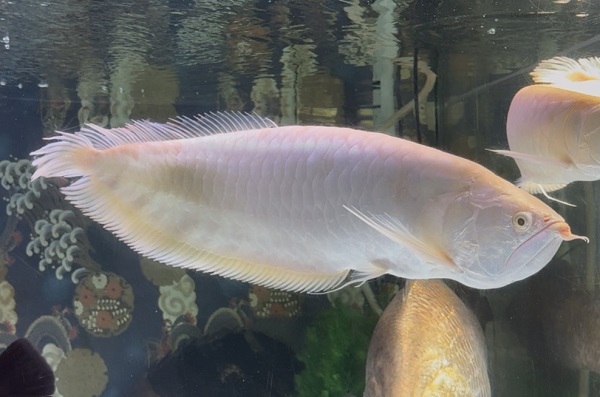 画像: プラチナアルビノシルバー