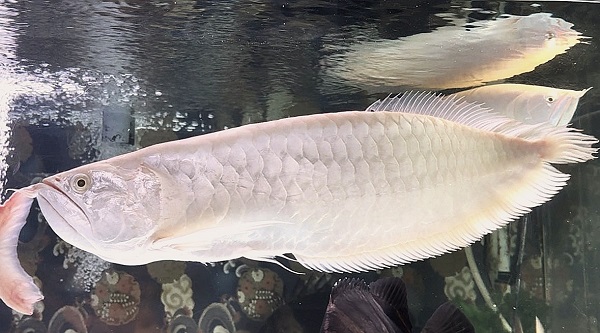 画像: プラチナアルビノシルバー