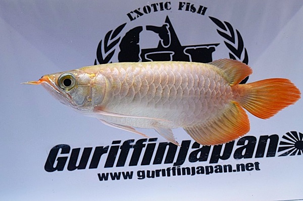 画像: Prominence Red