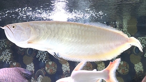 画像: プラチナアルビノシルバー