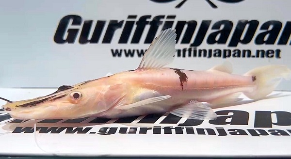 画像: アルビノタイガーシャベルノーズキャット