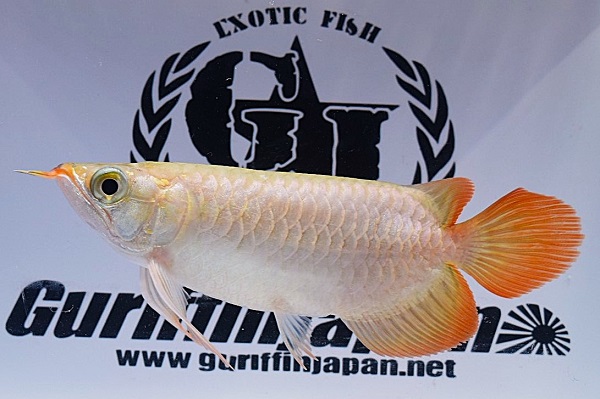 画像: Prominence Red