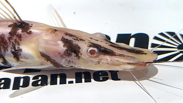 画像: アルビノタイガーシャベルノーズキャット