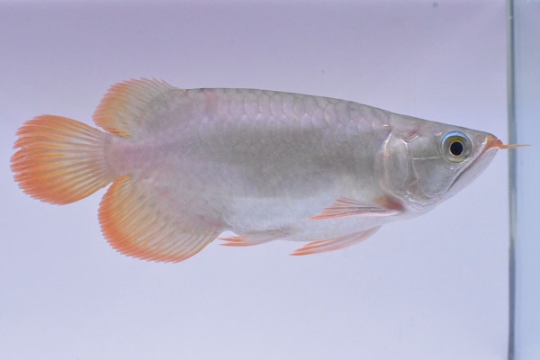 画像: Prominence Red Short body