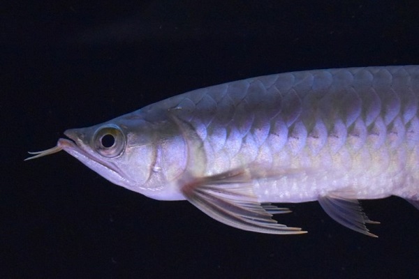 画像: Prominence Red  boar head