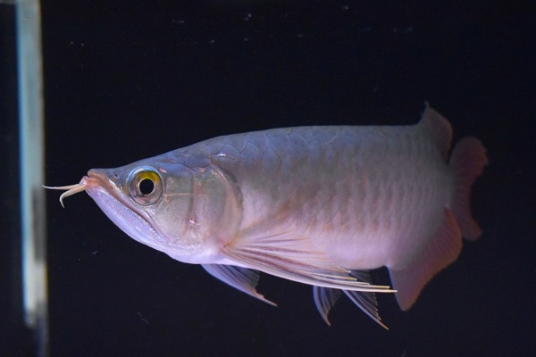 画像1: Prominence Red  boar head (1)