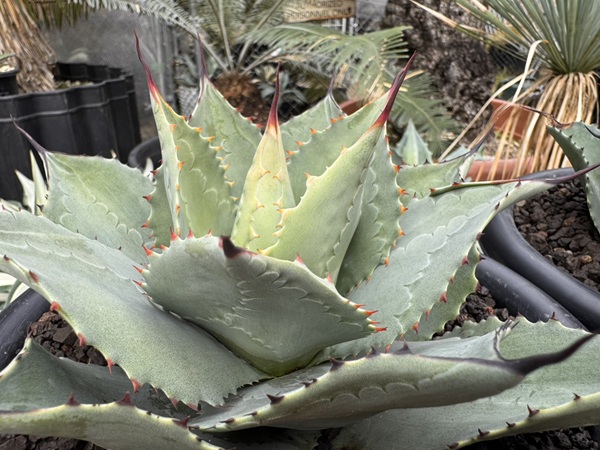 画像: Ovatifolia〝Emerald″