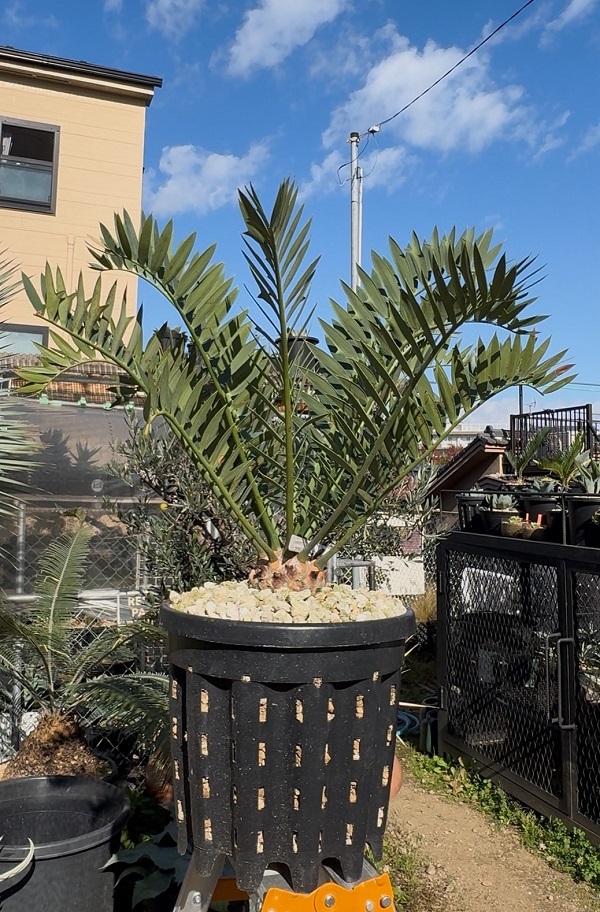 画像1: Encephalartos arenarius (1)