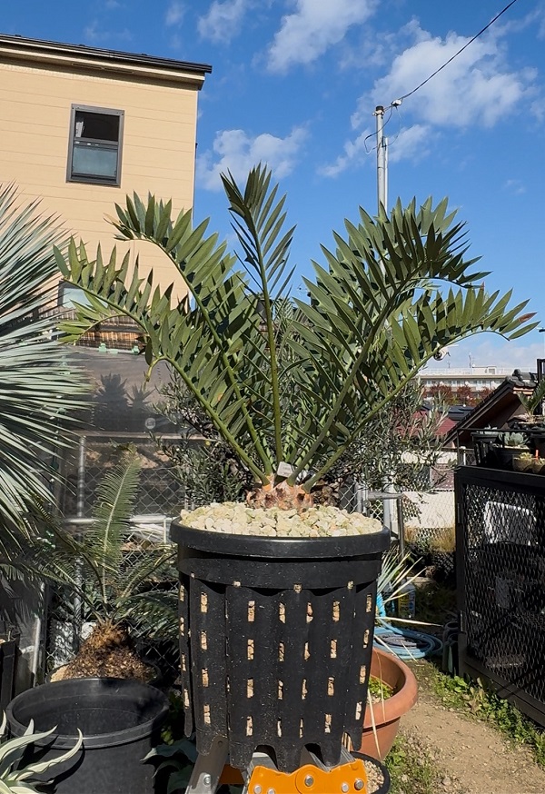 画像: Encephalartos arenarius