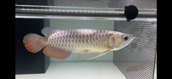 画像: Cross Back Golden