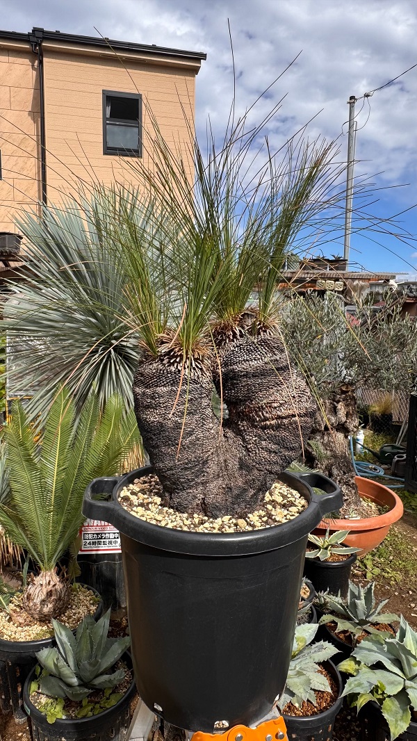 画像1: Xanthorrhoea johnsonii 6heads (1)