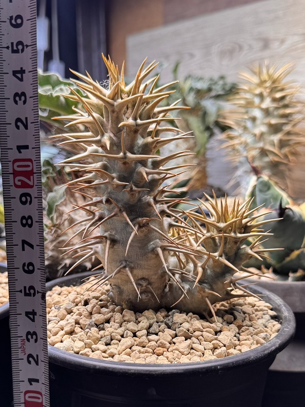 画像: パキポディウム　アンボンゲンセ Ambongense 3頭レア株