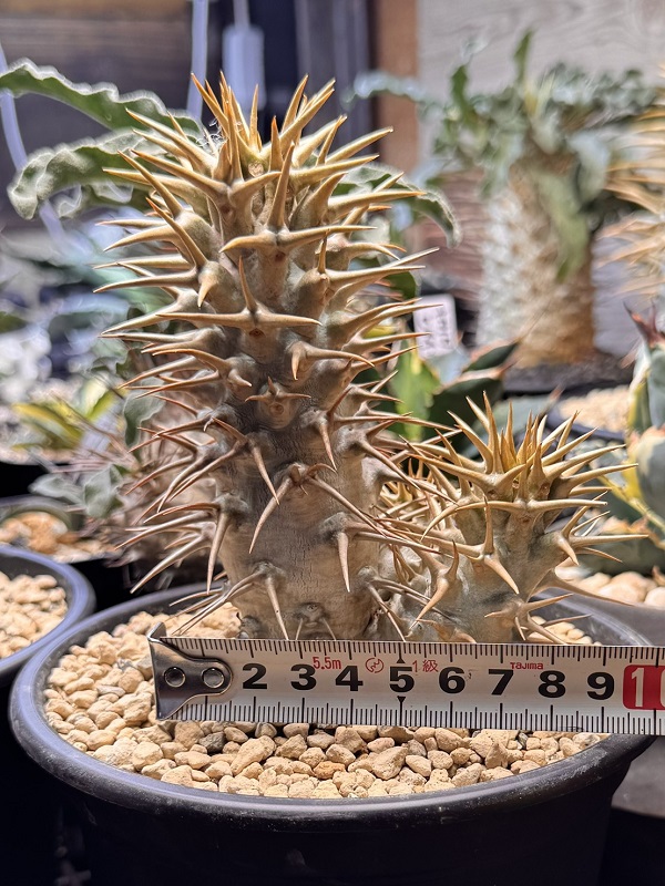 画像: パキポディウム　アンボンゲンセ Ambongense 3頭レア株