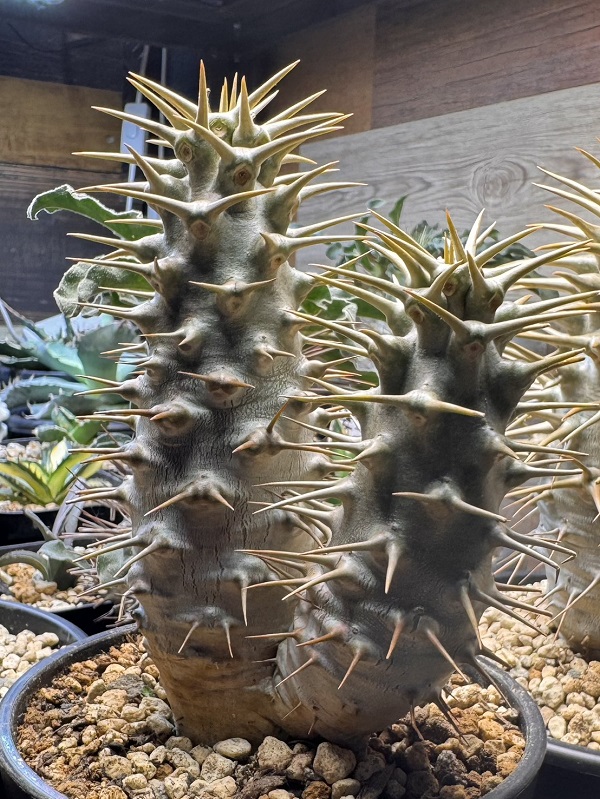 画像: パキポディウム　アンボンゲンセ Ambongense 2頭レア株