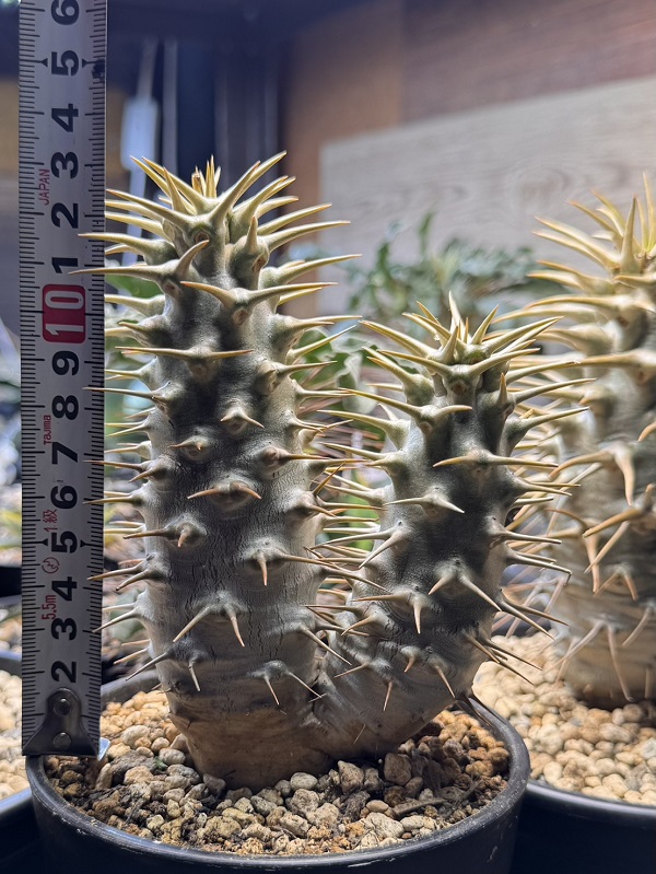 画像: パキポディウム　アンボンゲンセ Ambongense 2頭レア株