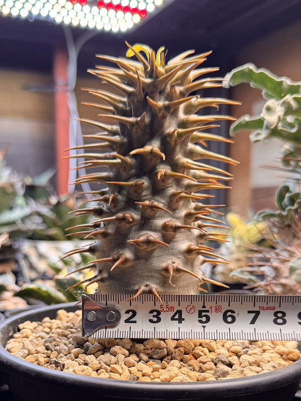 画像: パキポディウム　アンボンゲンセ Ambongense