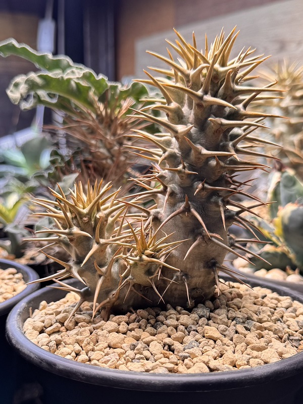 画像: パキポディウム　アンボンゲンセ Ambongense 3頭レア株