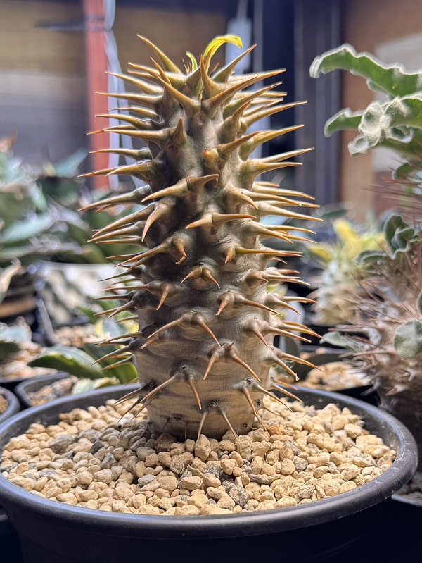 画像1: パキポディウム　アンボンゲンセ Ambongense (1)