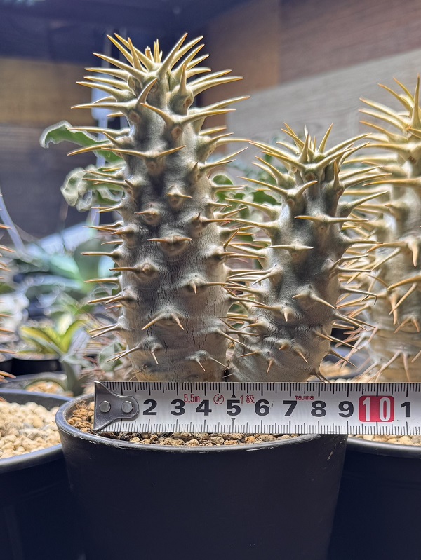 画像: パキポディウム　アンボンゲンセ Ambongense 2頭レア株