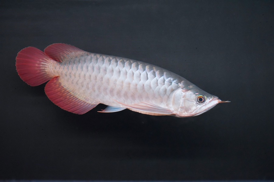 画像: ETERNAL RED  boar head