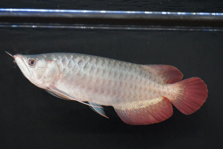 画像: ETERNAL RED  boar head