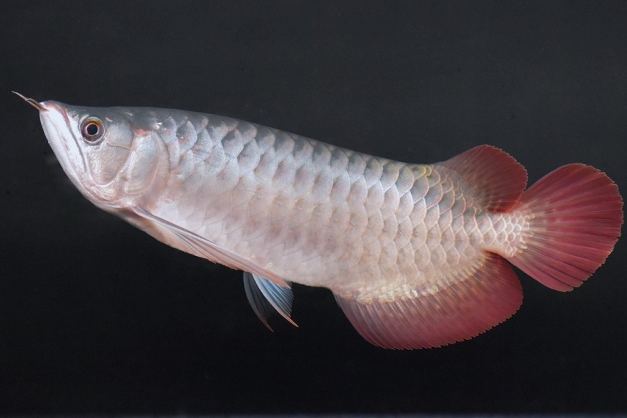 画像: ETERNAL RED  boar head