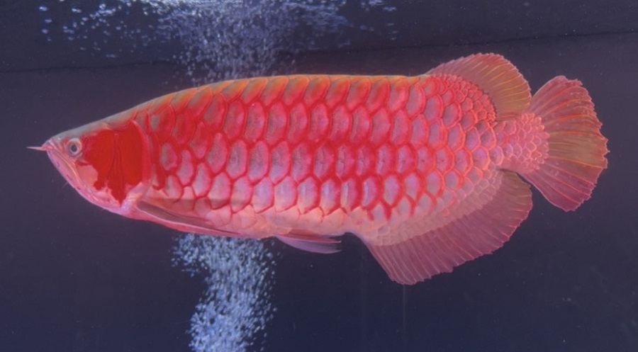 画像: Prominence Red