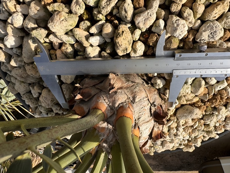 画像: Encephalartos arenarius