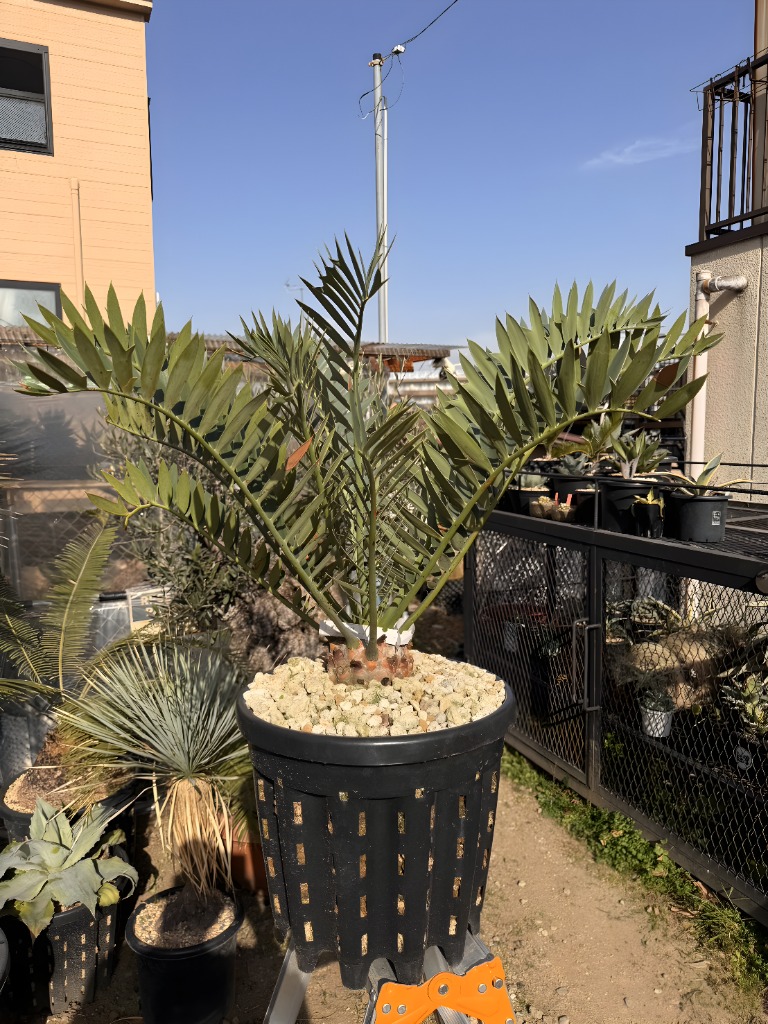 画像: Encephalartos arenarius
