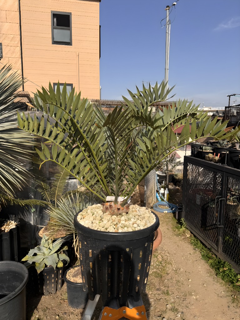 画像1: Encephalartos arenarius (1)