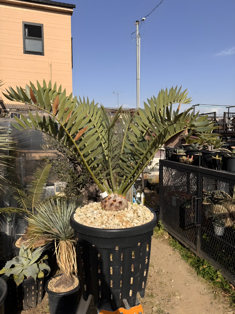 画像: Encephalartos arenarius