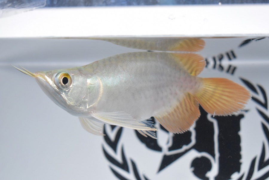 画像: Prominence Red Short Body